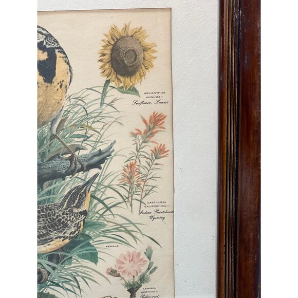 Vtg Meadowlark Lithograph Print Arthur Singer Flora Fauna 14x16 Framed Botanical - Picture 7 of 7